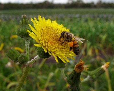 Bruxelas aceita registo de iniciativa de cidadãos em defesa das abelhas