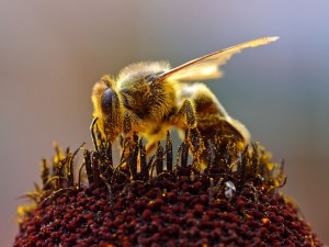 Cafeína deixa abelhas mais despertas e melhora polinização