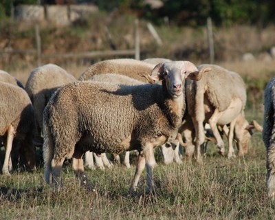 Câmara de Fornos de Algodres paga seis euros por cada ovino da raça Serra da Estrela