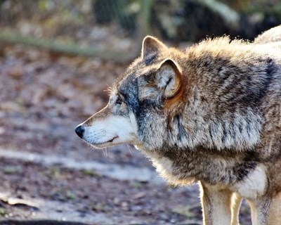 Câmara de Montalegre apoia agricultores com prejuízos causados por lobos