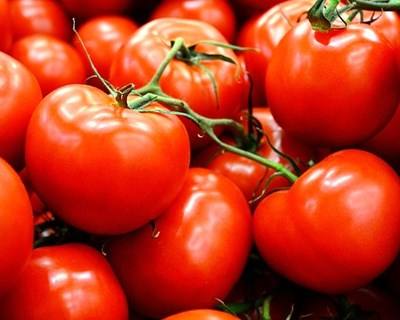 Campanha de tomate para indústria bastante produtiva, perdas na pera e maçã