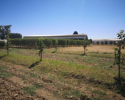 Campos de demonstração de frutos secos na Agroglobal 2020