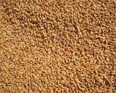 Canadá: oferta de trigo duro aumenta 32% esta campanha