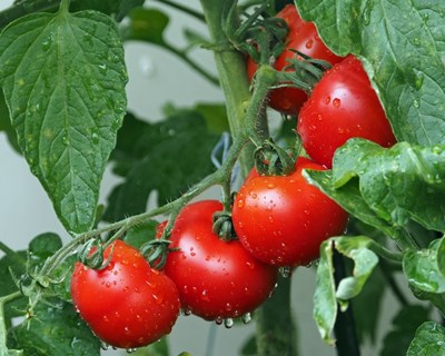 CAP e FNOP contestam importação de tomate marroquino