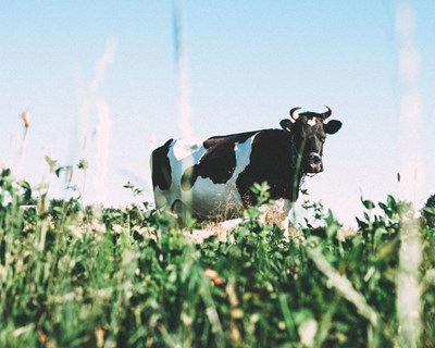 CAP preocupada com o calendário de aprovação do Plano Estratégico da Política Agrícola Comum