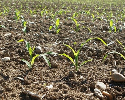 Capoulas Santos considera que «ano agrícola foi positivo»