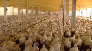 Carne de frango  vai crescer a um ritmo de 8% ao ano até 2023