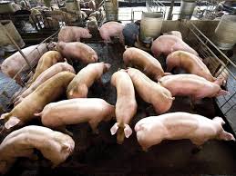 Carne suína: Brasil e China são os maiores beneficiados com embargo russo