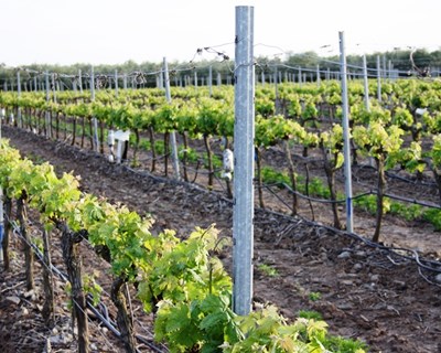 Caso de estudo em vinha para vinho sob rega deficitária controlada no Baixo Alentejo