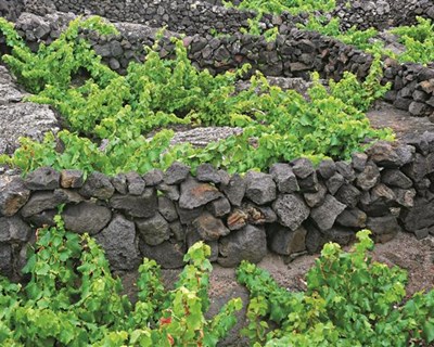 Castas dos vinhos da ilha do Pico vão ser analisadas