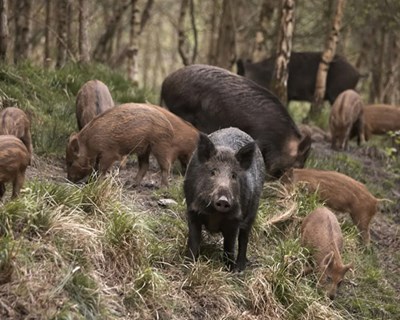 CDS questiona Governo sobre estudo sobre a população de javalis em território nacional