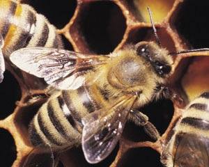 CE admite proibir alguns pesticidas devido a impacto sobre as abelhas