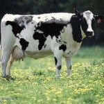 CE aprova alteração a programa de apoio para produtores de leite dos Açores