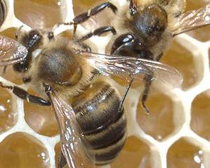CE propôs aos 27 proibição de pesticidas devido a impacto nas abelhas