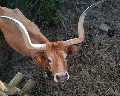 CELAB faz uma viagem pelas origens genéticas do gado doméstico da Península Ibérica