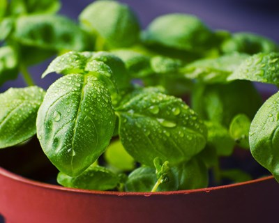 Celebração do Dia Internacional da Sanidade Vegetal