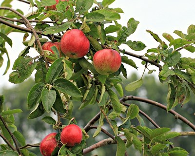 Centro de Frutologia já formou cerca de 60 empreendedores frutícolas