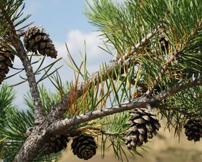 Centro PINUS divulga situação da fileira do pinho em 2015