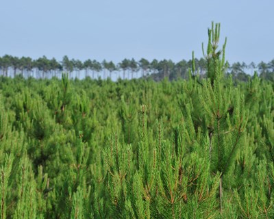 Centro PINUS promove Inquérito às práticas de fertilização em pinheiro-bravo