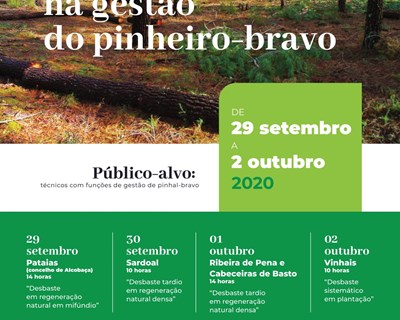 Centro PINUS promove semana de campo sobre os desbastes na gestão do pinheiro-bravo
