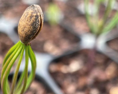 Centro PINUS revela o percurso de sementes de pinheiro-bravo que descendem das melhores árvores selecionadas por todo o país