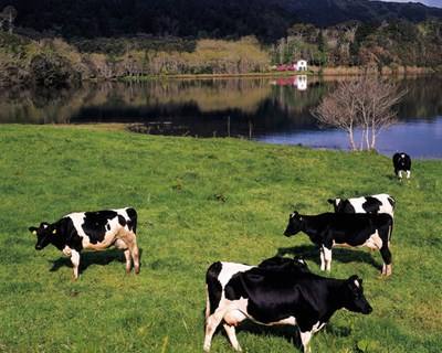 Cerca de 50 produtores de leite açorianos querem abandonar atividade