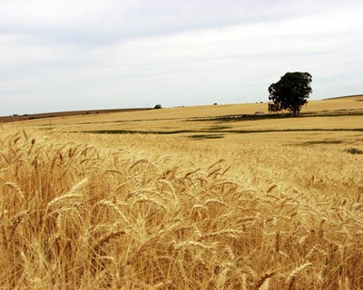 Cereais com menor área plantada do último século