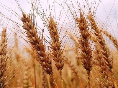 Cereais: produção mundial bate recordes