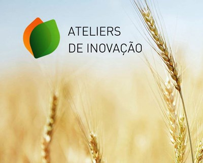 Cereais são o tema central do III Atelier de Inovação do Crédito Agrícola