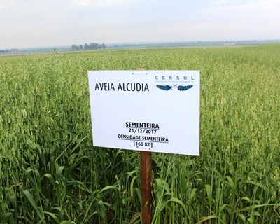 Cersul aposta em cereais biológicos para rentabilizar explorações agrícolas no Alentejo