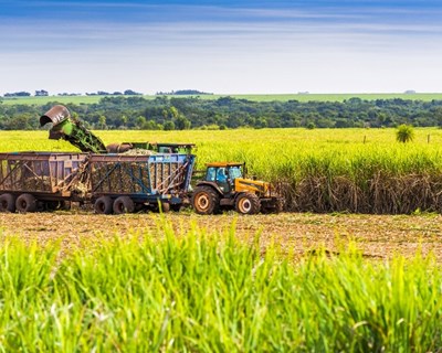 Certificação europeia de produção agrícola liderada pela Universidade de Évora