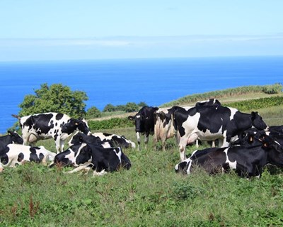 Cheque Veterinário apresentado nos Açores