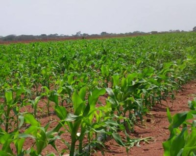 China financia projeto agrícola em Angola com €13 milhões