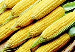 China pode aprovar milho transgénico da Syngenta este ano, depois de rejeitar 887 mil toneladas