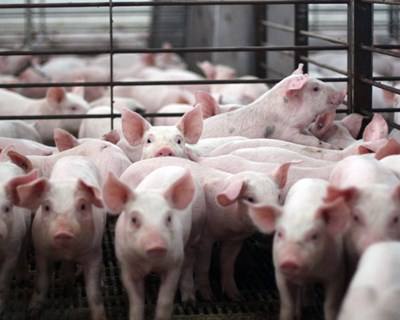 China volta a aceitar carne de porco dos EUA