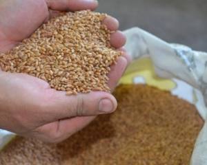 Chuvas no final do ciclo penalizam a produção de cereais