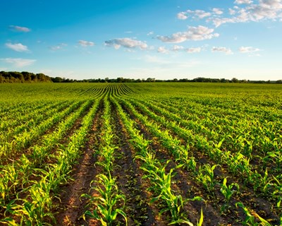 CiB critica estratégias europeias e defende que as medidas colocam em risco a produção e a competitividade agrícola da UE
