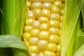 CIC prevê aumento da colheita mundial de milho