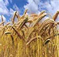 CIC prevê um aumento de quatro por cento na produção mundial de trigo em 2013/2014