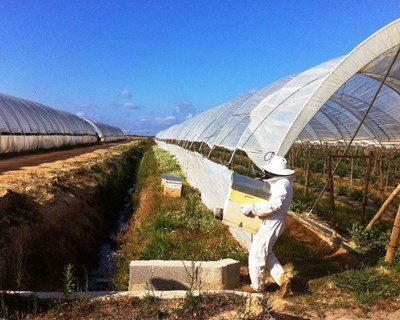 Cientistas alertam para falta de regulamentação na utilização de abelhões polinizadores nas estufas