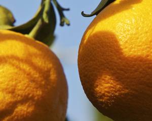 Cientistas desenvolvem laranja com maior capacidade antioxidante