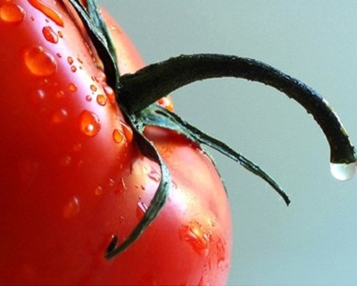 Cientistas desenvolvem tomates mais ricos em vitamina C e antioxidantes