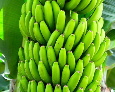 Cientistas desenvolvem variedade de banana resistente à doença do Panamá e que não escurece