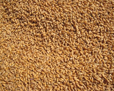 Cientistas sequenciaram genoma do trigo duro