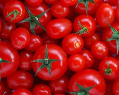 Cientistas usam tomate para produzir substâncias benéficas para a saúde