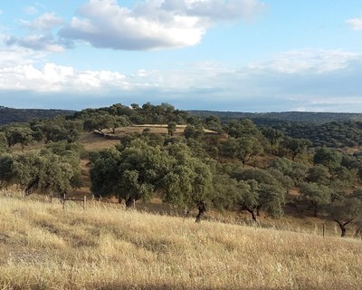 Cientistas utilizam geocaching como ferramenta para avaliar valor cultural dos ecossistemas