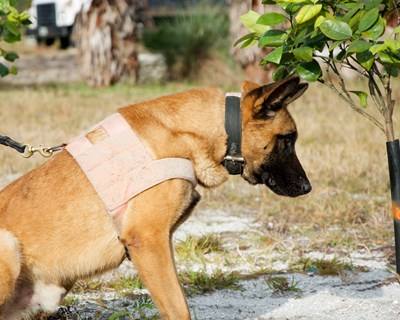 Citrinos: cães treinados para combater doença mais letal do mundo