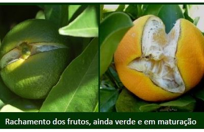 Citrinos: rachamento dos frutos