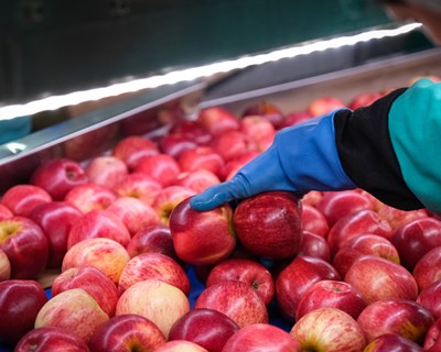 Clube de Produtores Continente lança plataforma para combater desperdício alimentar