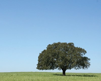 CNA reclama reposição da isenção da contribuição audiovisual para a Agricultura